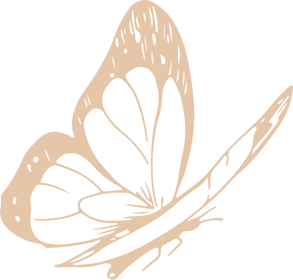 butterfly illustration