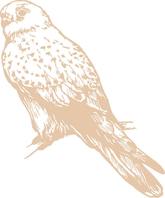 kestrel illustration