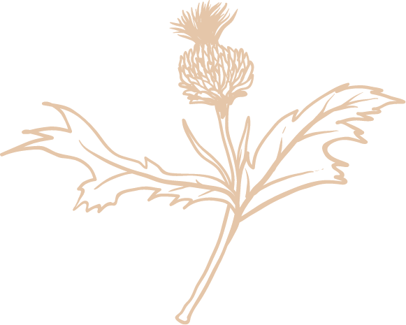 thistle illustration