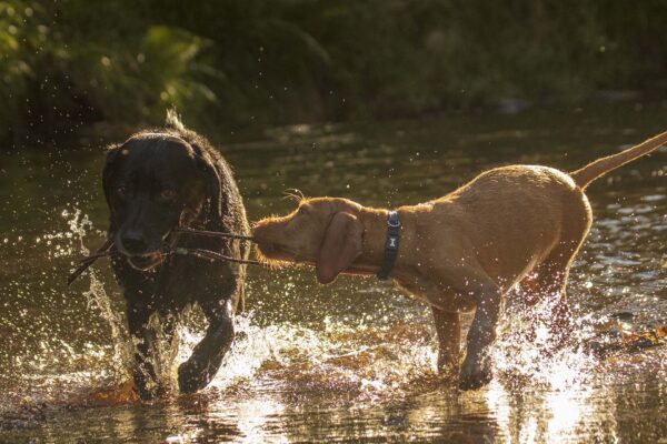 Dogs having a tug of war
