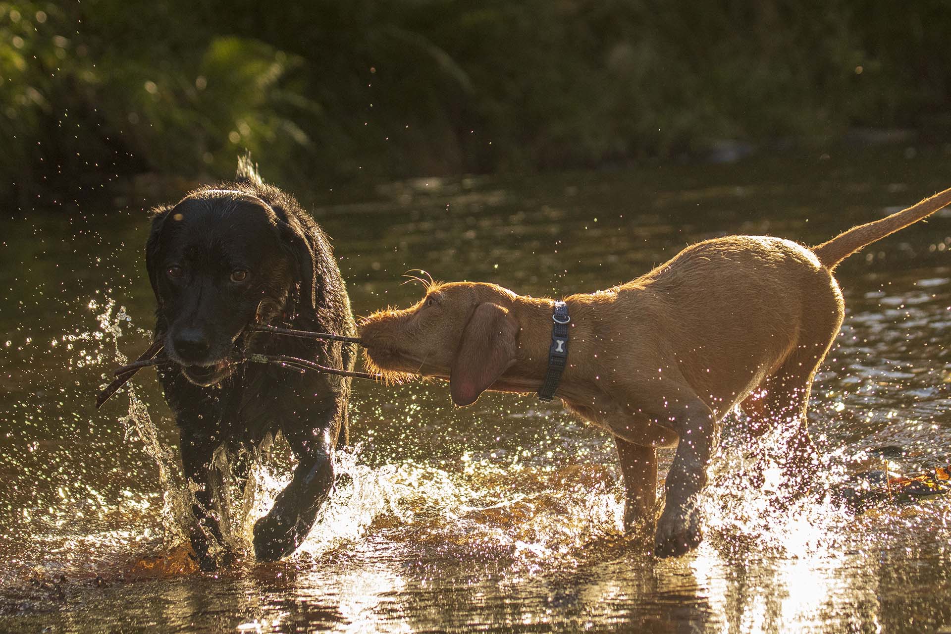 Dogs having a tug of war