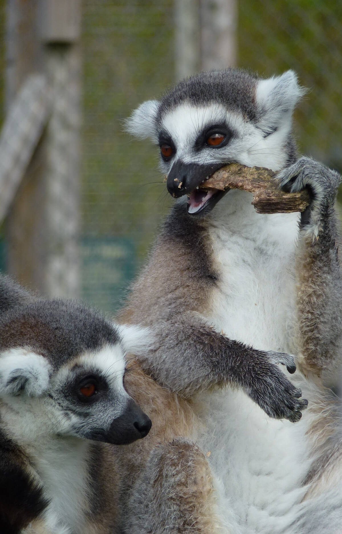 Lemurs at Longleat
