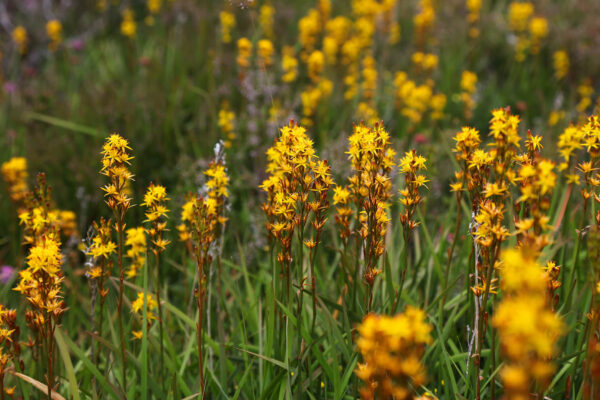 Peatlands