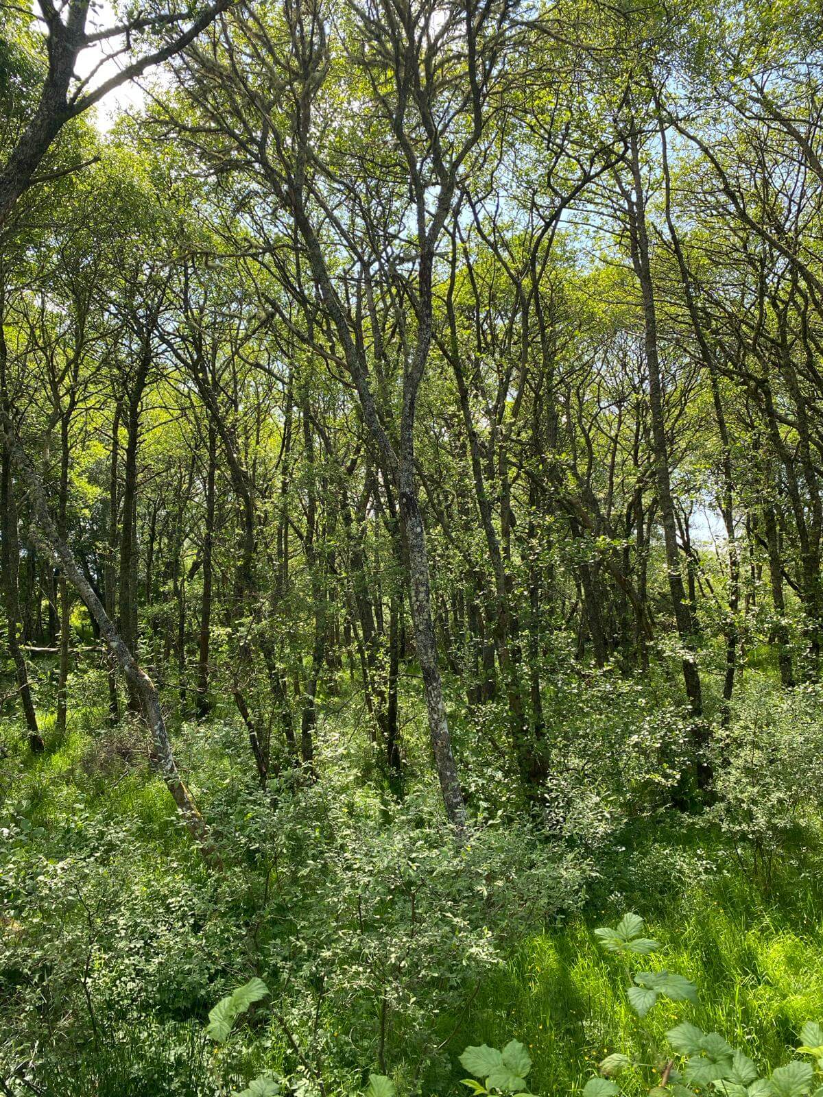 Balnagown Forest